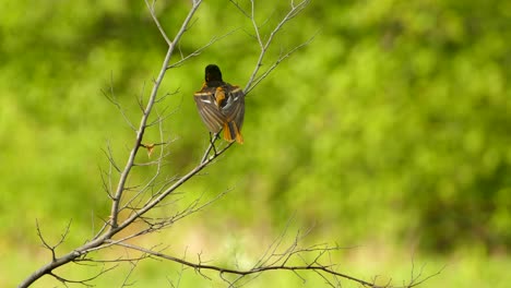 Baltimore-Oriole,-Auf-Einem-Ast-Sitzend-Und-Die-Umgebung-Betrachtend,-Bevor-Er-Abfliegt