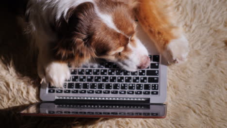 dog looks at laptop screen 08