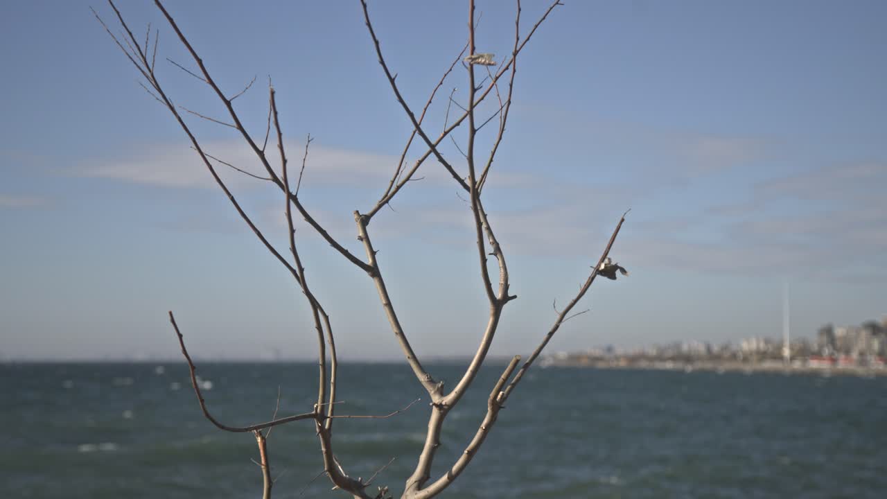 산호초와 바위 위에 부히는 파도의 전망 (4k uhd)