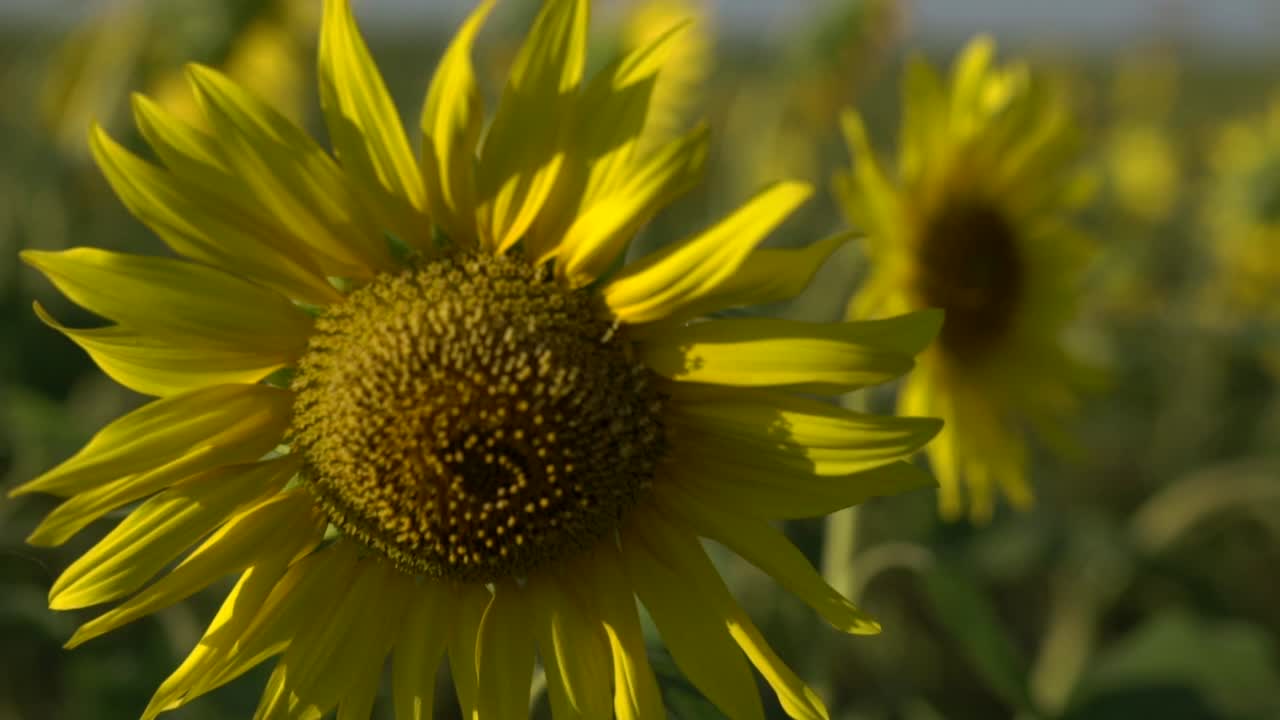 girasoles en un campo