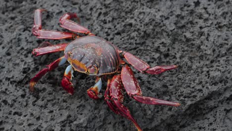 cangrejo de las islas galápagos caminando sobre una roca