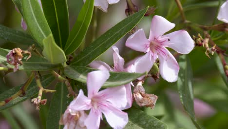 primer plano de una hermosa planta de adelfa rosa floreciente