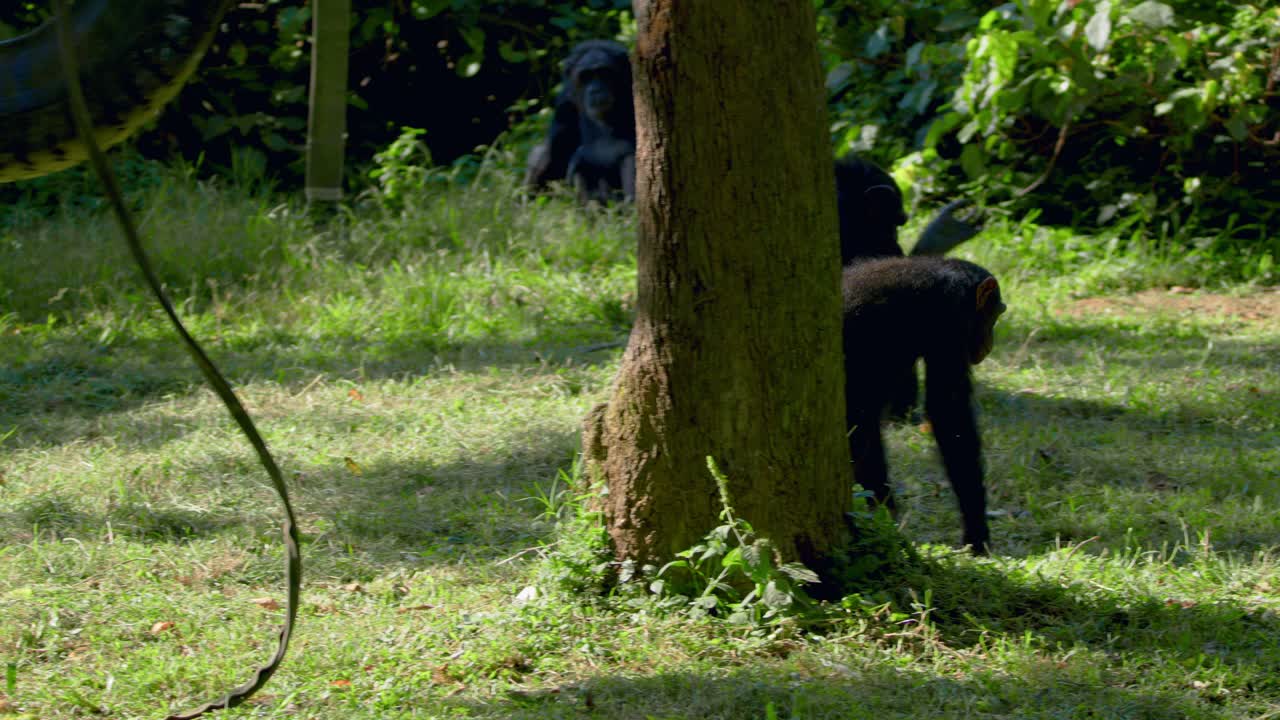 un chimpancé bajando de un columpio de neumáticos en el zoológico de uganda.
