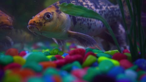 Wunderschöner-Koi,-Der-über-Bunte-Kiesel-Schwimmt---Aquarienleben---Nahaufnahme