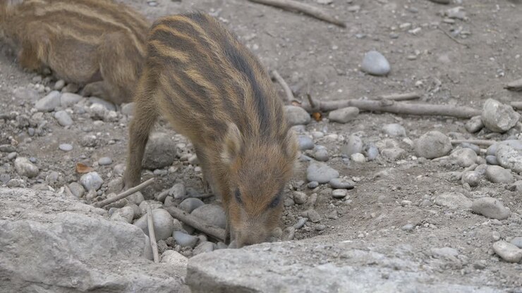 Cinghialetto selvatico in cerca di cibo su terreno roccioso, scava con il naso, primo piano.