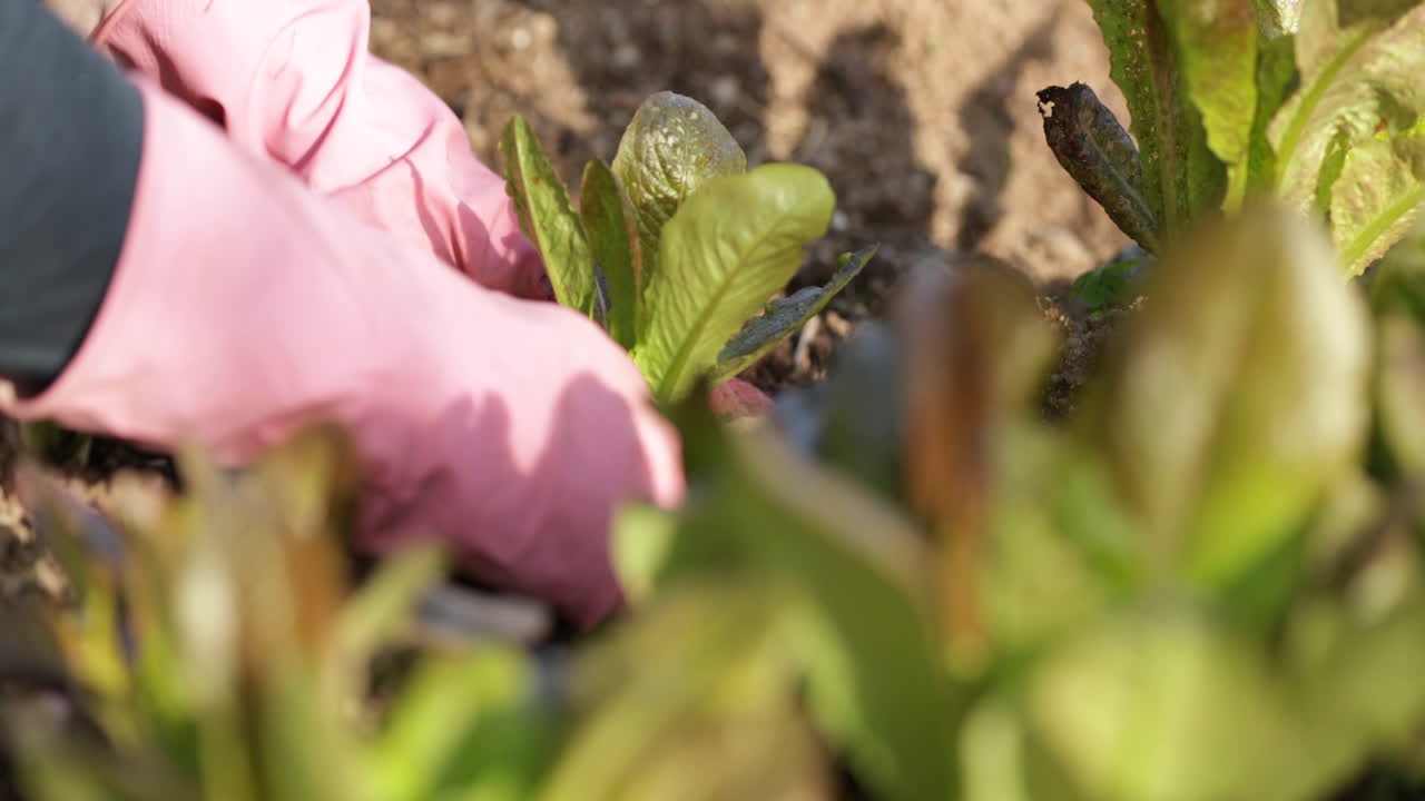 el hombre planta lechuga en el jardín en un día soleado