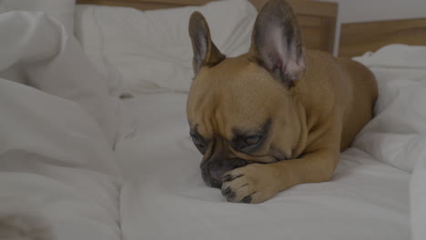 a french bulldog lies on the white bed linen in a hotel bed, with its left paw extended in front of its snout