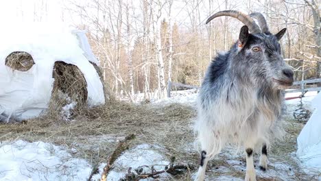 Statische-Nahaufnahme-Einer-Niedlichen-Ziege-In-Der-Winterlandschaft