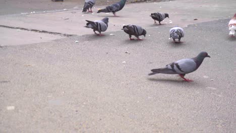 slow motion of flock of pigeons eating food scattered on asphalt