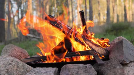 burning campfire in the forest