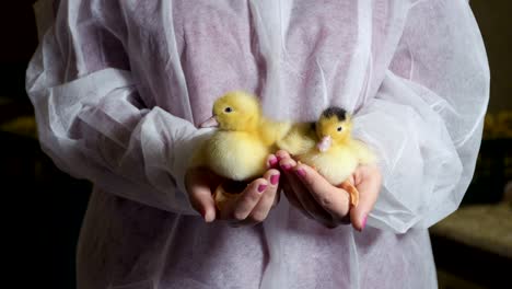 two cute newborn ducklings in female hands