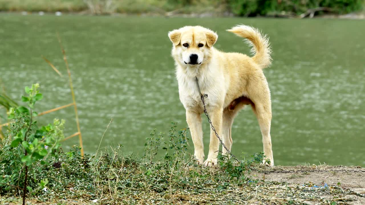 Guard Dog In Leash Barking Stranger Near Pond