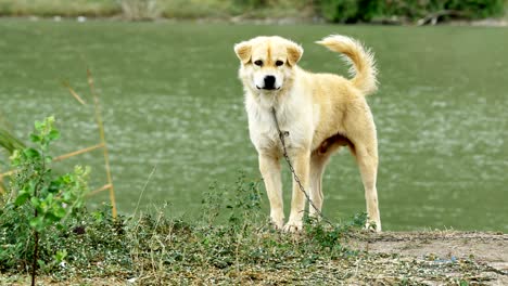 perro de guardia con correa ladrando a un extraño cerca del estanque