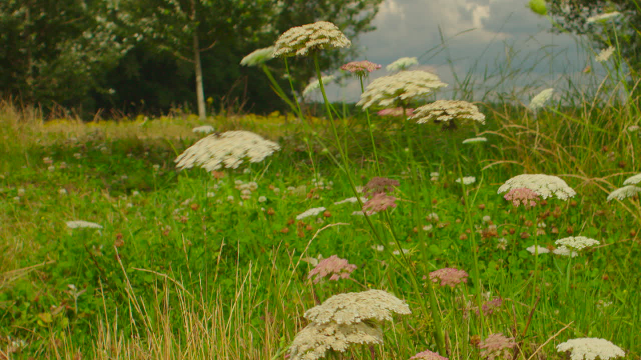 primer plano de la flor blanca silvestre en la naturaleza del verano