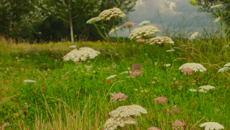 close-up shot of the wild white flower in nature of summer