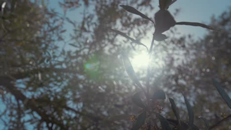 sunlight piercing through olive tree leaves flower in spring