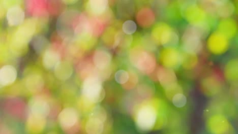 fondo de otoño abstracto con bokeh