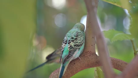 lovebird playing hide and seek, hopping from one branch to another, exotic budgerigar, melopsittacus undulatus spotted in the wild against dreamy bokeh forest background, cinematic close up shot