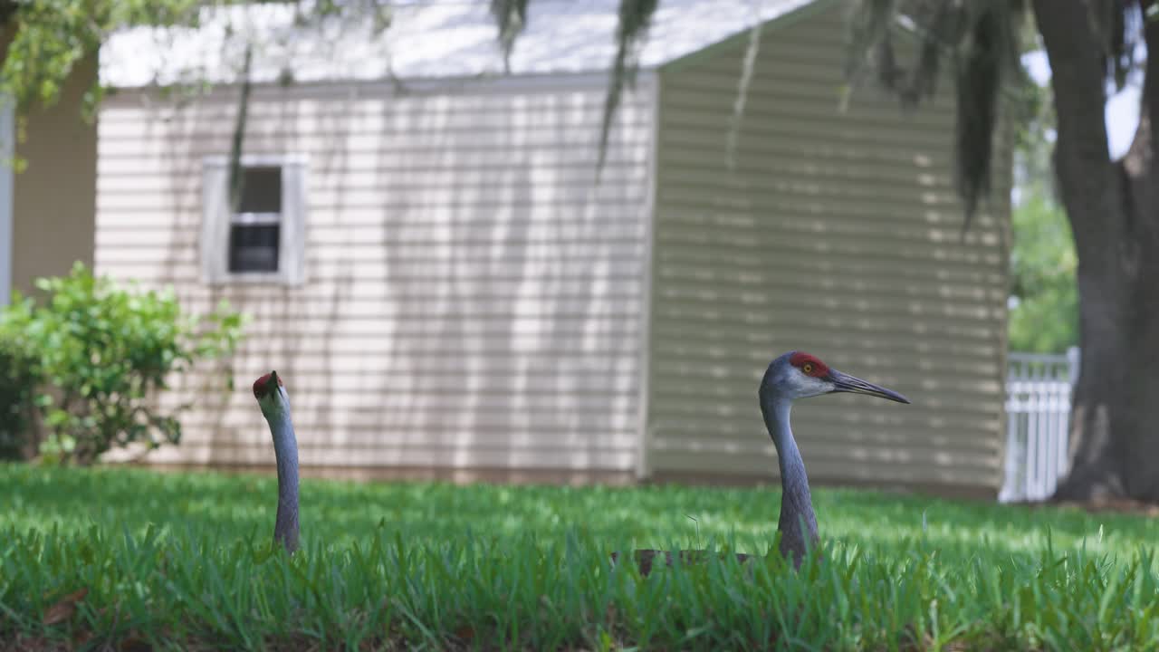 Two sandhill cranes walk through a shaded grassy lawn in front of a beige suburban house