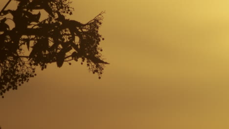 Tree-branch-swaying-in-the-breeze-during-sunset