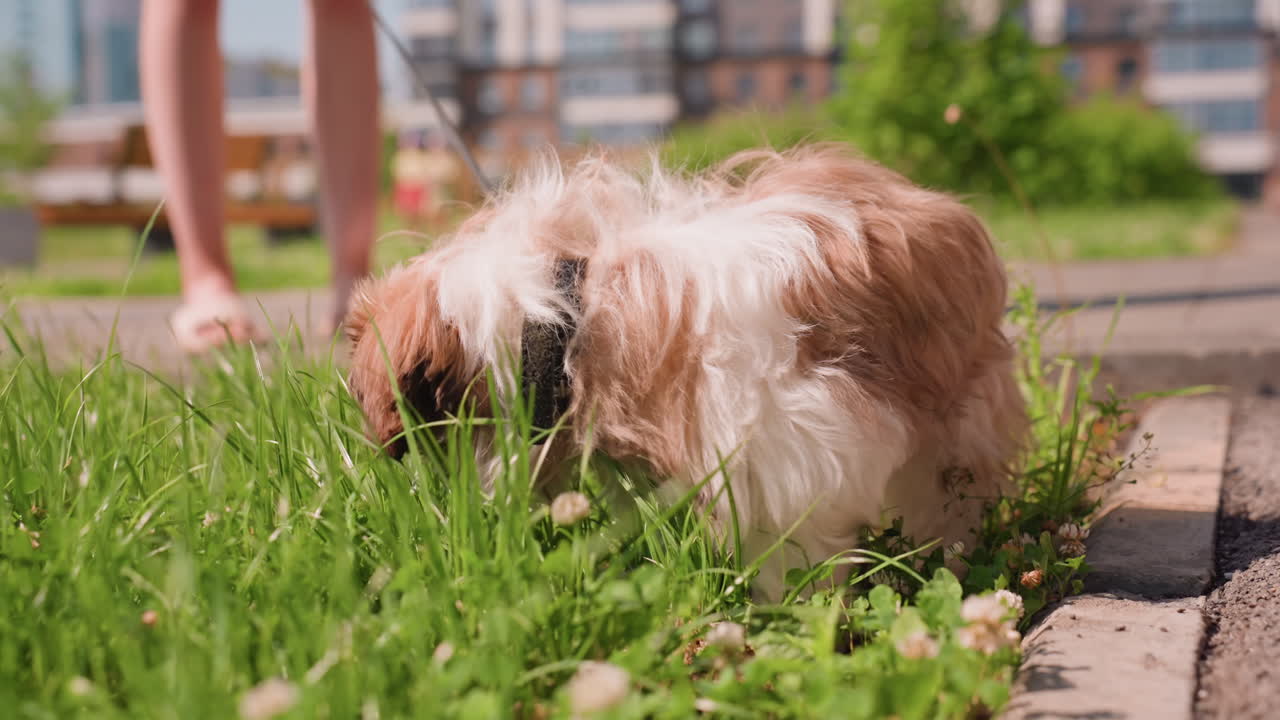 Small Dog Sniffing Grass Near Sidewalk, Owner Standing Nearby With Leash Visible, Urban Background And Buildings Blurred, Sunny Summer Day, Energetic Exploration And Playful Movement, LowAngle