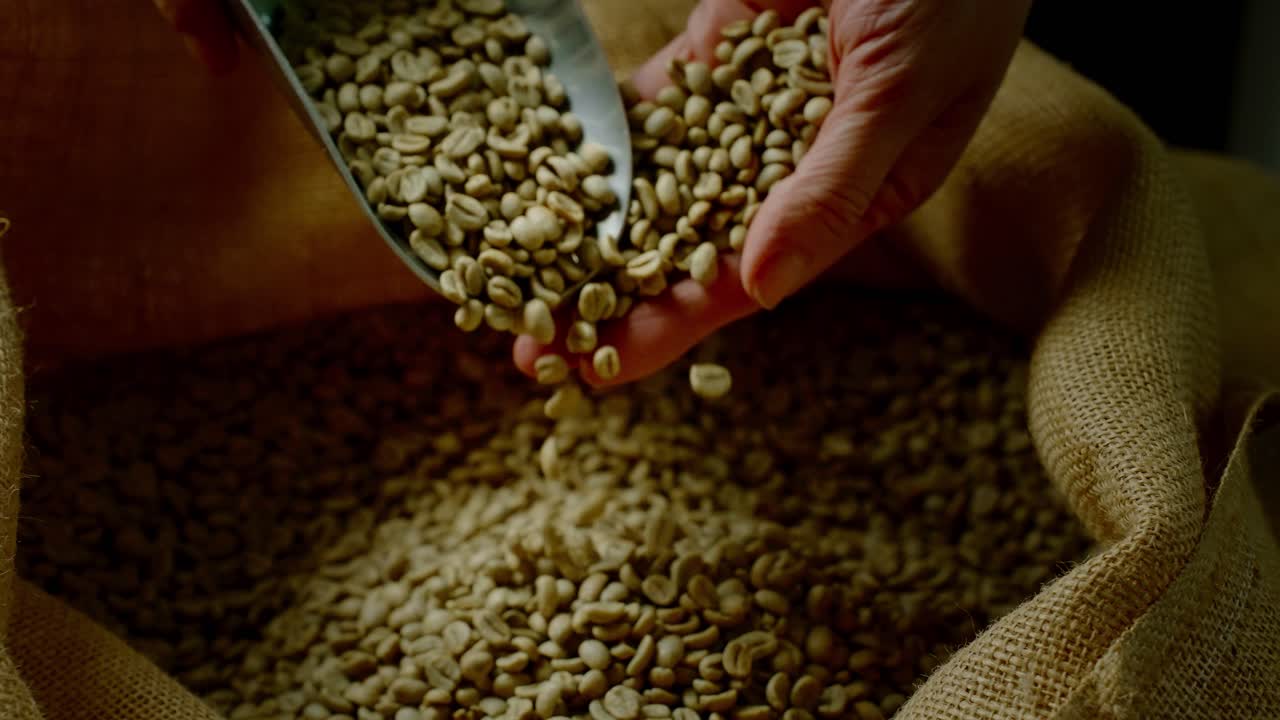 Hand pouring green coffee beans from a scoop into a burlap bag