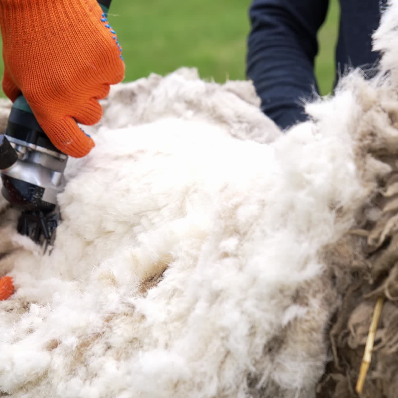 Man shearing the sheep. Shearer working in the farm