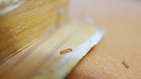 Adult-termite-insect-eating-wood-in-the-house-damaging-the-structure,-static-closeup-macro-shot