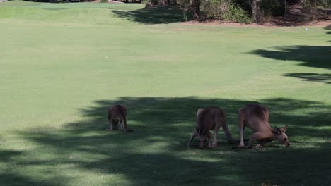 kangaroos feeding on grass in a sunny park