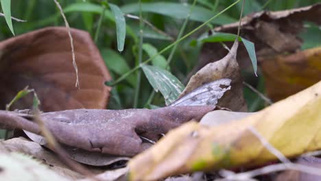 Extreme-close-up-of-dead-butterfly-with-destroyed-wings-on-ground-with-leaves-and-vegetation