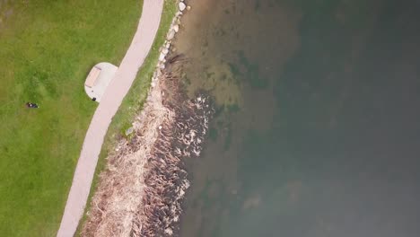 Cañas-Lago-Este-Grand-Rapids-Michigan-Drone-Imágenes-Aéreas