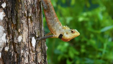 male oriental garden lizard on a tree in the tropical country sri lanka