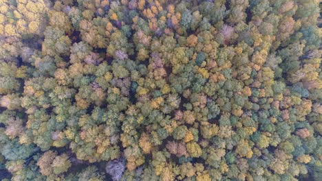 aerial view of a colorful autumn forest