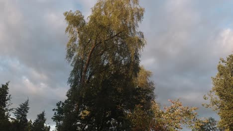 Árbol-Del-Amanecer-Con-Materiales-De-Construcción,-Deforestación,-Cambio-Climático.