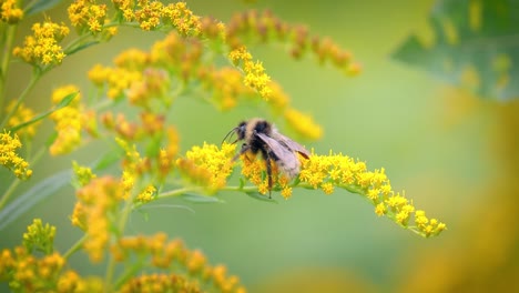 Shaggy-Bumblebee-pollinating-and-collects-nectar-from-the-yellow-flower-of-the-plant