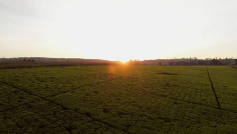 sunset at the tea fields near nairobi, kenya