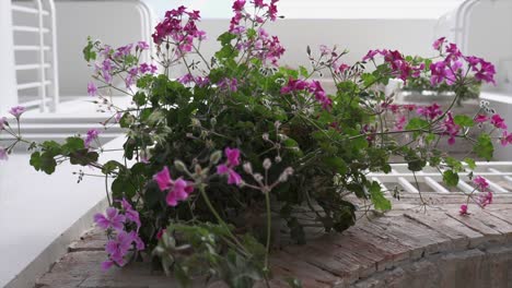 beautiful flowers on the balcony under the winter