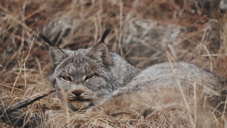 Cerca-De-Un-Lince-Canadiense-Descansando-En-El-Bosque-En-Yukon,-Canadá