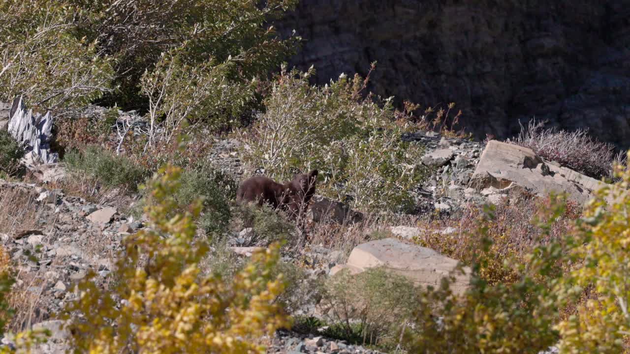 oso negro en el parque nacional de los glaciares, montana al final de la temporada con un poco de follaje que cambia de color en 60fps