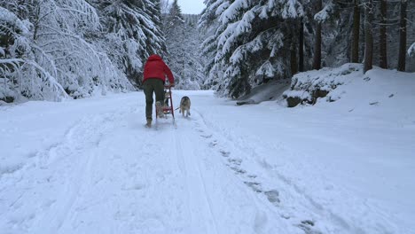 man jumping on a sled, dragged by husky dogs, surrounded by snow covered forest, on a cloudy, winter day, - following, slow motion shot