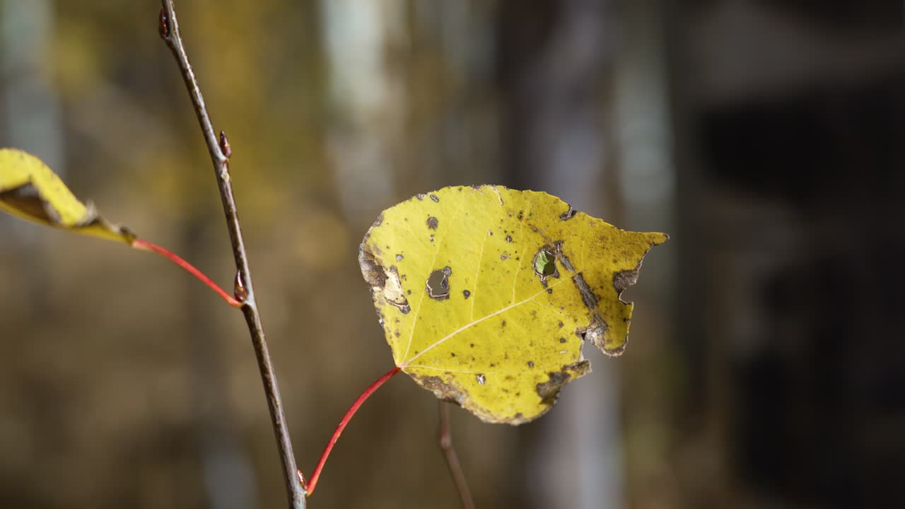 Foglia autunnale con texture naturali e imperfezioni a fuoco selettivo.