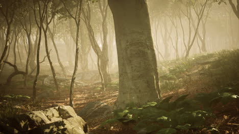 Sonnenstrahlen-In-Einem-Wald-An-Einem-Diesigen-Morgen