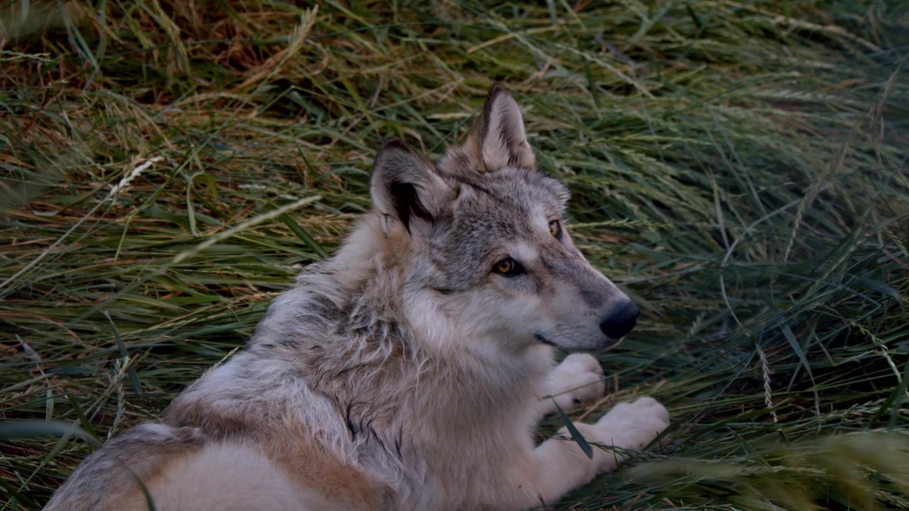 A grey wolf named Koa.
