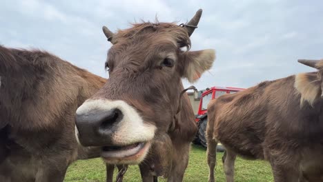 beautiful brown horned cows tied with chains at livestock fair