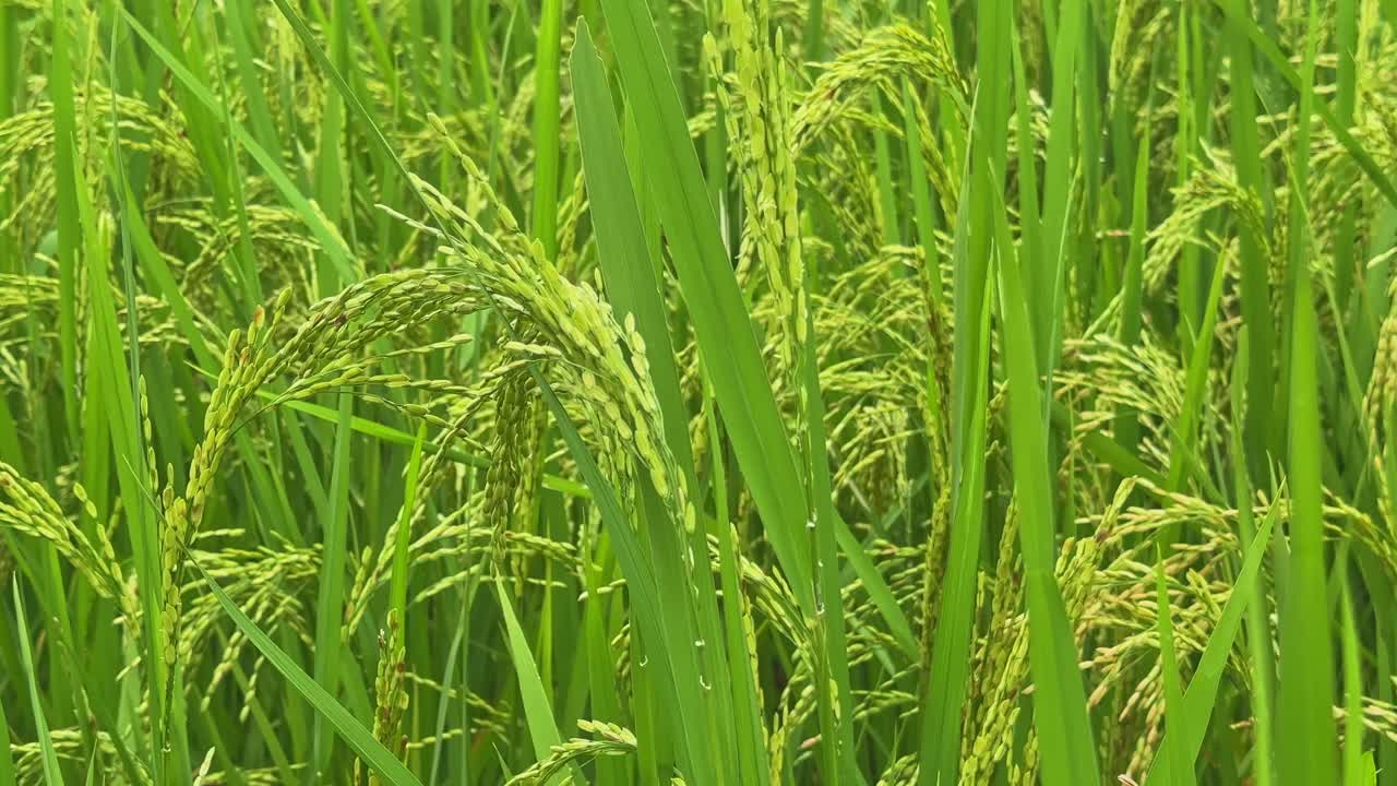 Static shot of mature rice (Oryza sativa) plants with heavy green panicles bending under grain weight in a lush paddy field, symbolizing harvest season and agriculture