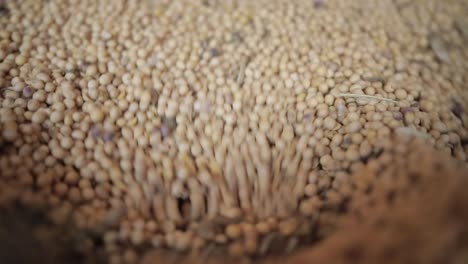 soya beans inside the factory machine. close up