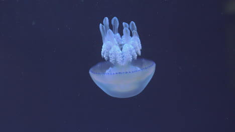 underwater view of barrel jellyfish