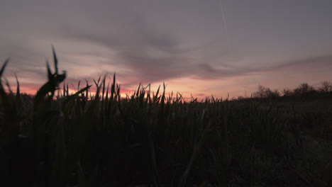 wet tall grass sunrise dawn dew horizon line forest red sky pan