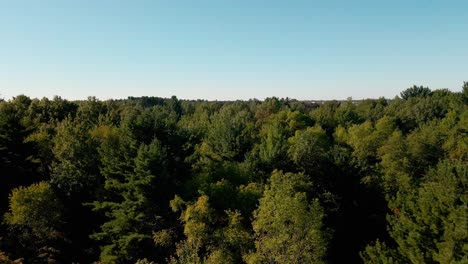 Rising-over-a-Summer-Forest-in-Muskegon,-MI