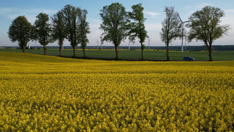 Wunderschönes-Rapsfeld